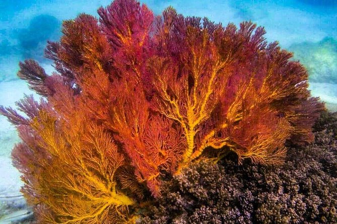4 Islands Sunset + Plankton, Semi-Private Tour only 12 Guests - Price and value: what $81.49 gets you, and what costs extra