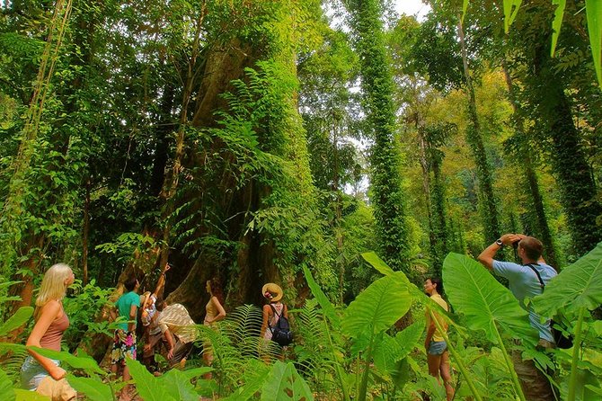 Full-Day Jungle Tour Including Tiger Cave Temple, Crystal Pool and Krabi Hot Springs - Tiger Cave Temple (Wat Tham Suea): cave shrines, monks’ meditation vibe, and 1,237 steps