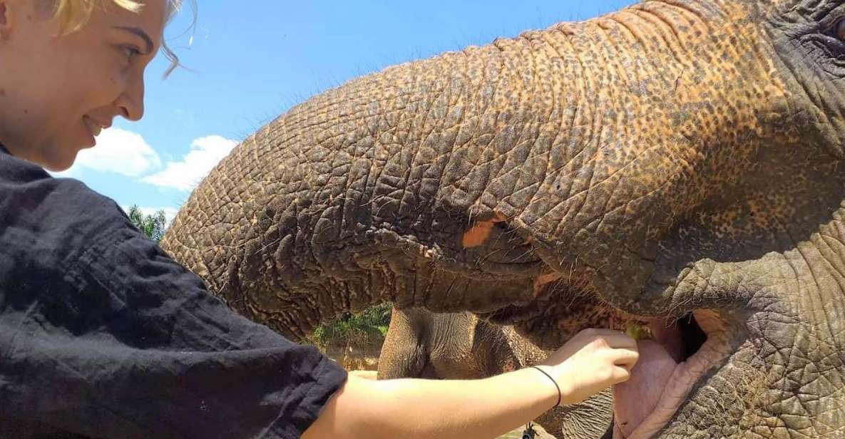 Krabi: Elephant Care House Guided Tour with Hotel Transfers - The jungle stream walk: your role in a respectful “together time”