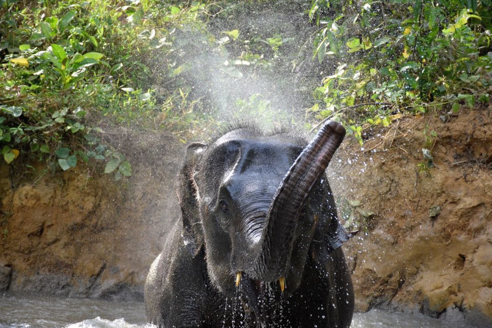 Krabi: Elephant Care House Guided Tour with Hotel Transfers - Mud baths and skin cleaning: hands-on elephant care without the riding