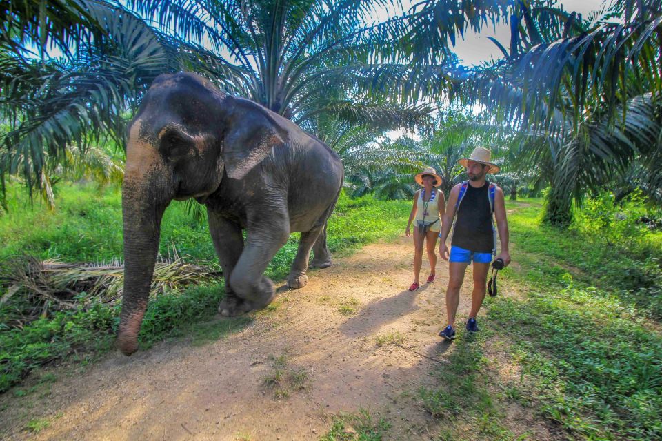 Krabi: Elephant Care House Guided Tour with Hotel Transfers - Photos, timing, and group size: getting the shots without stressing the elephants