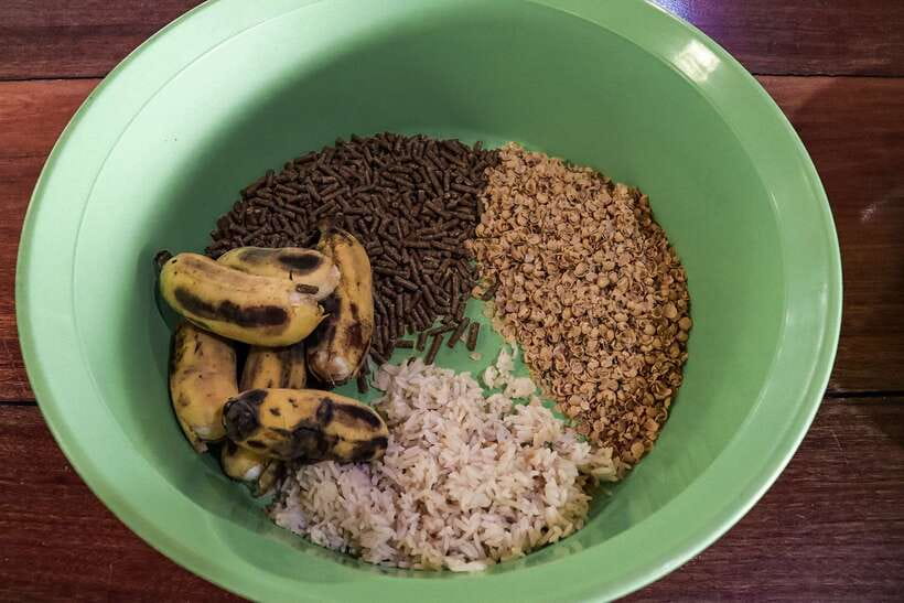 Krabi: Elephant Feeding Program - Rain or shine practical tips for a smooth visit