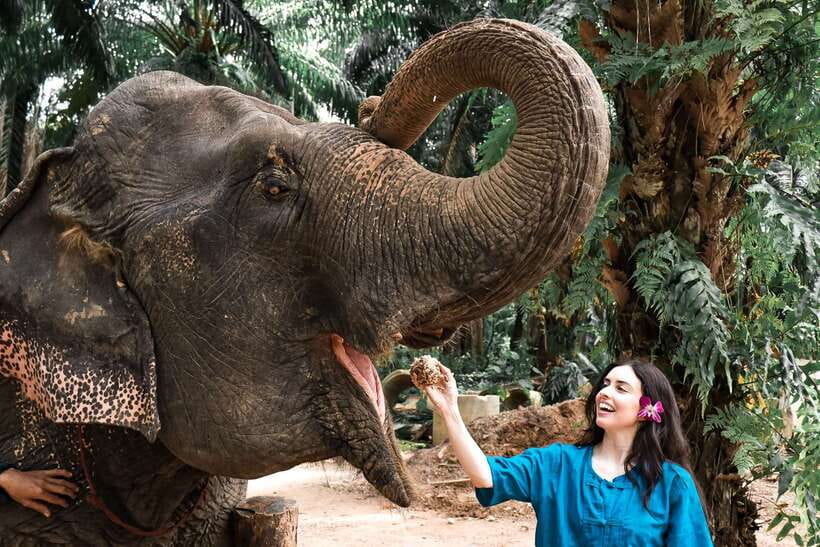 Krabi: Elephant Feeding Program - My booking advice: should you choose this Krabi elephant program?