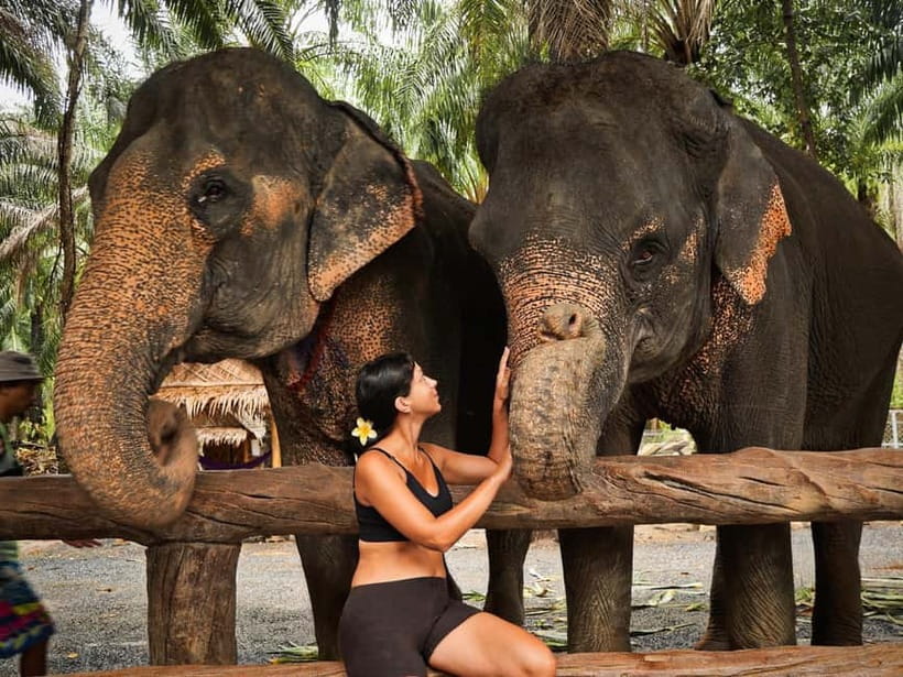 Krabi: Elephant Feeding Program with Food Preparation - Hand-feeding: close contact with guidance and elephant personalities