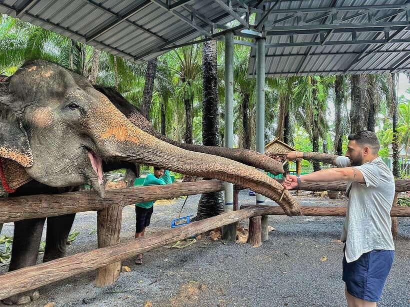 Krabi: Elephant Feeding Program - How the experience flows, from hotel pickup to hand-feeding