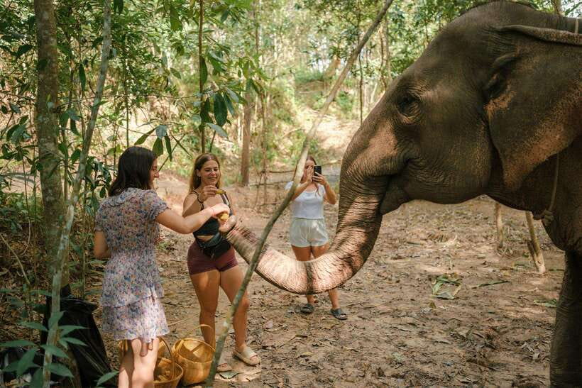 Krabi: Elephant Sanctuary (near Ao Nang) Visit - Small-group feel and the guide’s role