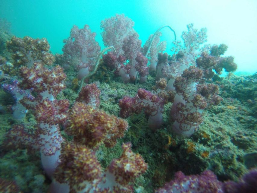 Krabi: Freediving and Snorkeling at Yawasam and Talu Island - Key Things That Make This Trip Worth Your Time