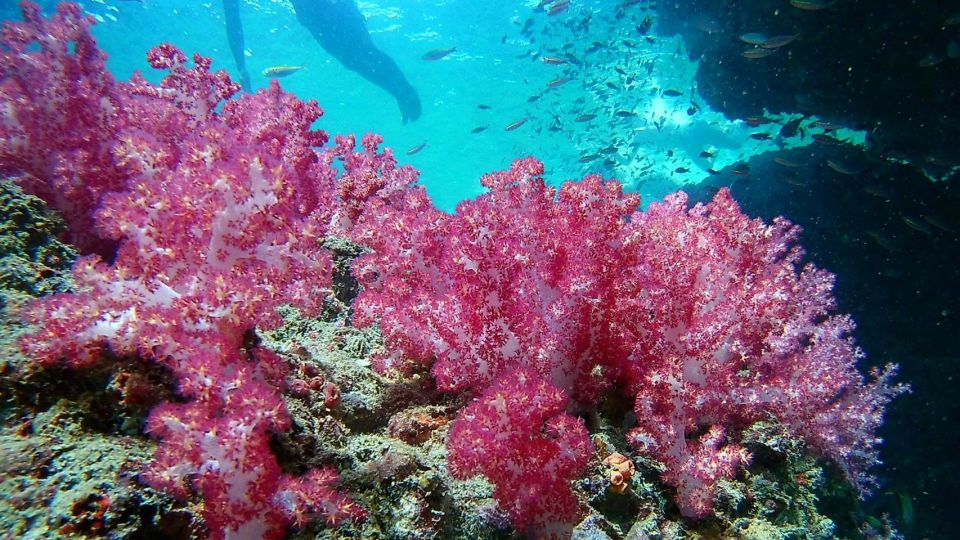 Krabi: Freediving and Snorkeling at Yawasam and Talu Island - Koh Mae Urai: Long Swimming Time on a Smaller Focus