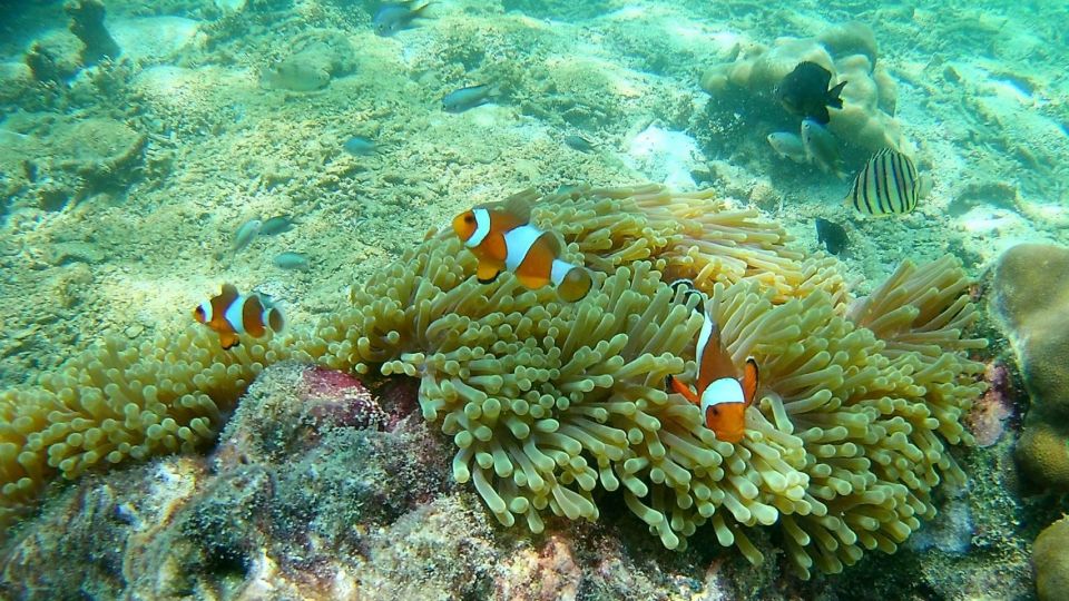 Krabi: Freediving and Snorkeling at Yawasam and Talu Island - Price and Value: What $59 Really Buys in Krabi
