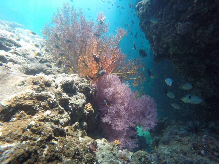 Krabi: Freediving and Snorkeling at Yawasam and Talu Island - Small-Group Reality: The Best Part Can Depend on the Day