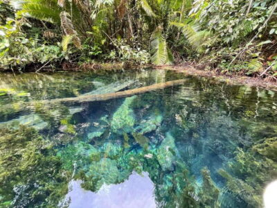 Krabi: Klong Root (Crystal lake) Kayaking tour - Getting to Klong Root: The Shortcut to “Start Paddling Faster”
