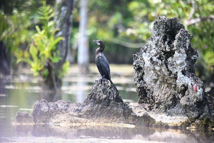 Krabi: Klong Root (Crystal lake) Kayaking tour - Guides: The Real Secret Sauce