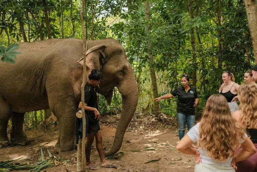 Krabi: Love Elephant Sanctuary Tour - Love Elephant Sanctuary Krabi: what makes this a real experience