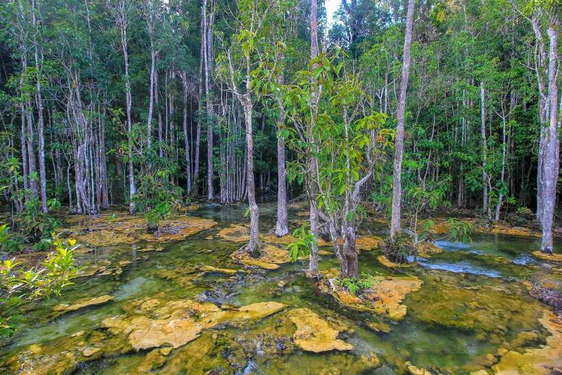 Krabi Outback Explorer to Emerald Pool & Wareerak Hotspring - How the van pickup shapes your whole experience