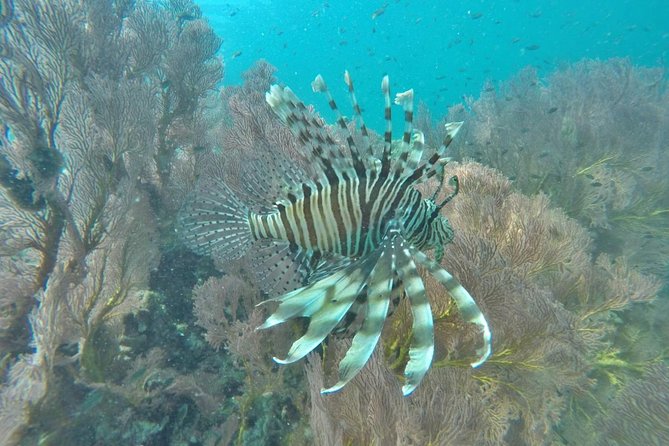 Phi Phi Early Bird & 4 Islands - Day Tour by Speedboat From Krabi - Food, drinks, and snorkeling gear: the small comforts that matter at 6:45am