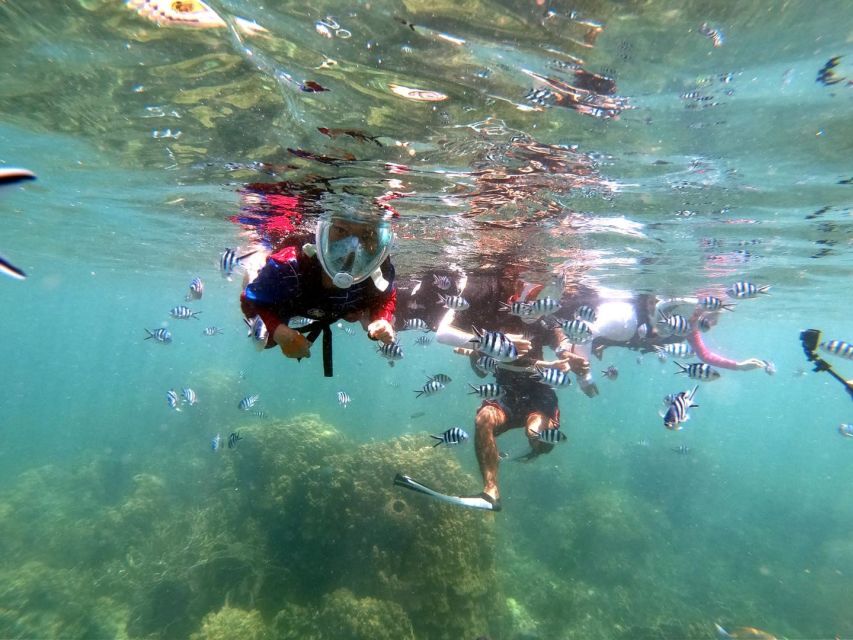 Phi Phi: Half-Day Phi Phi Snorkeling Trip by Longtail Boat - Loh Samah Bay snorkeling: where marine-life chances are the point