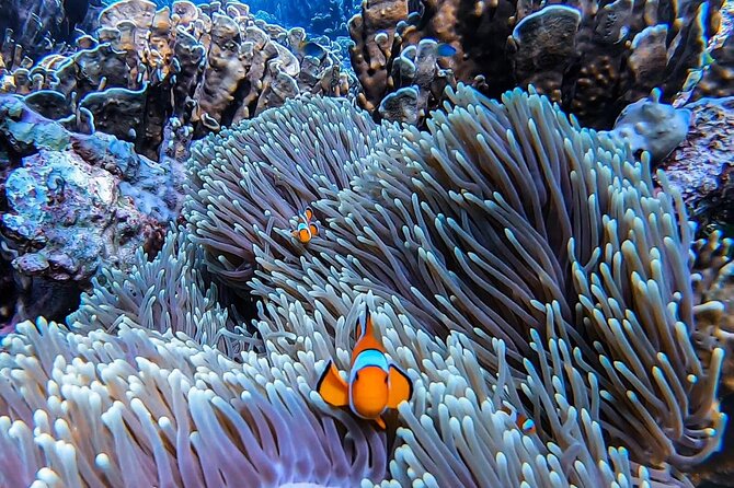 Phi Phi Islands Speedboat Tour Adventure from Krabi - Krabi to Phi Phi Islands in a Long Day That Actually Flows
