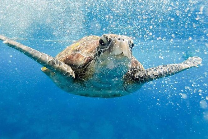 Phi Phi Tour from Krabi , Semi-Private Tour only 12 Guests - 6 key things you’ll notice on this Phi Phi day trip