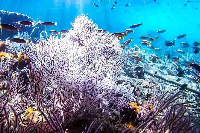 Phi Phi Tour from Krabi , Semi-Private Tour only 12 Guests - Food, snacks, and the all-in comfort factor