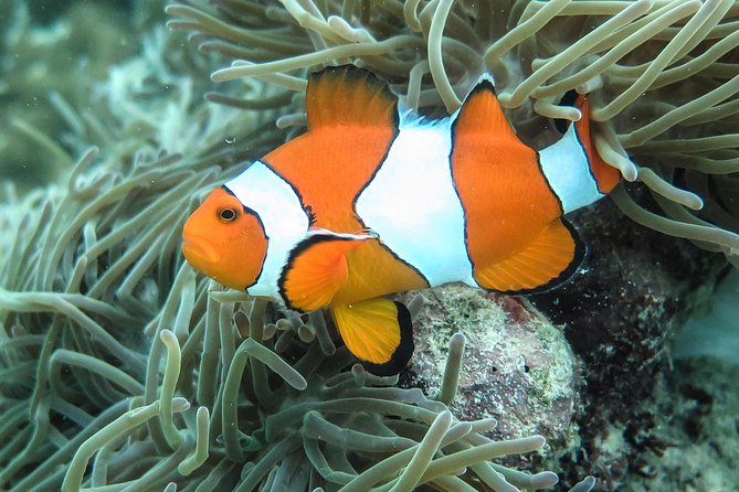 Private Tour to Hong Islands & 4 Islands with Sunset & Night Snorkel - Snorkeling gear and safety: what’s included and what to do yourself